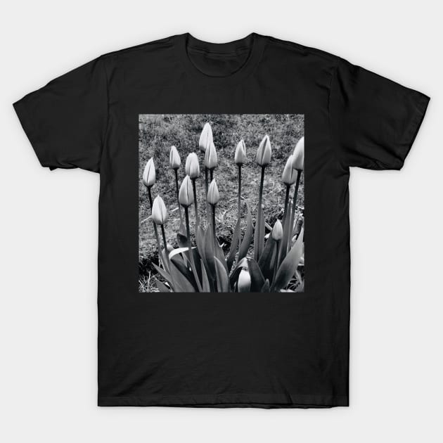 Tulips T-Shirt by Alchemia